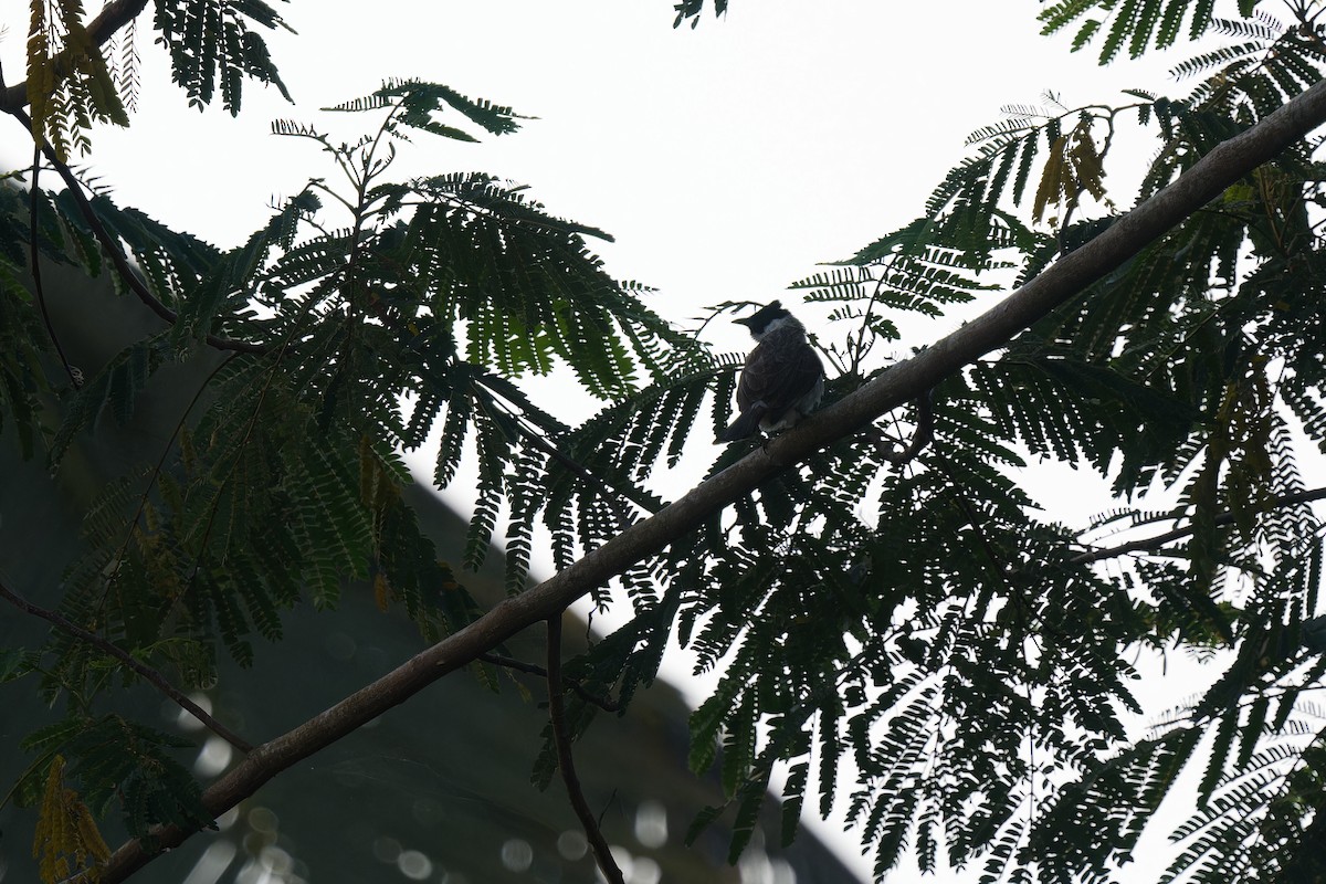 Sooty-headed Bulbul - ML647685848