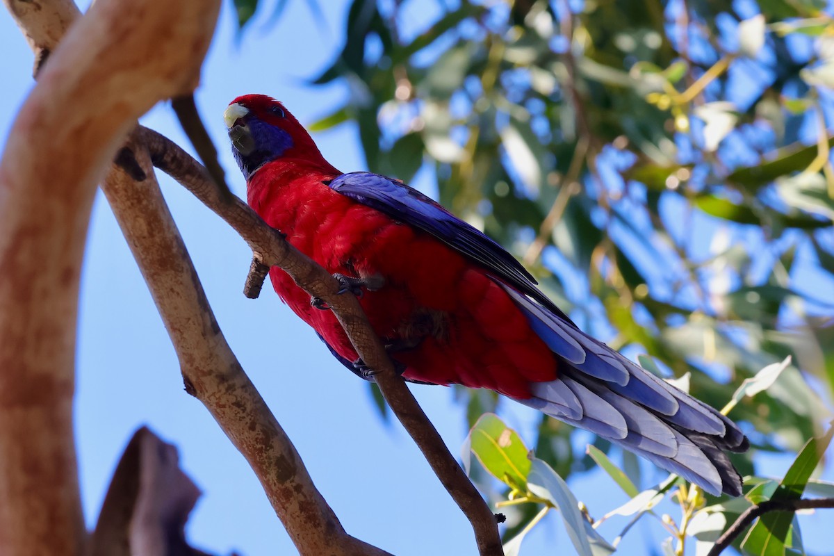 rødrosella - ML647685858