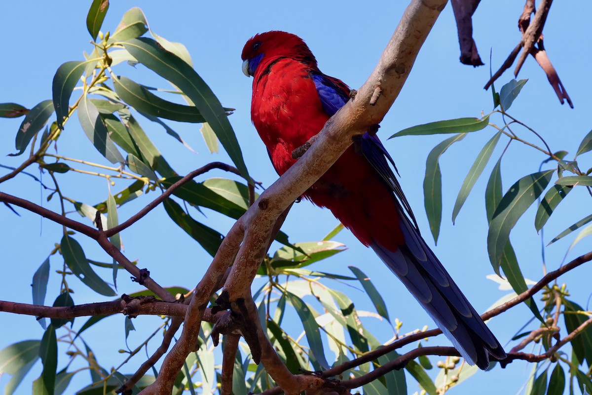 rødrosella - ML647685859