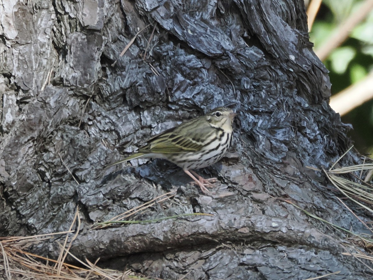 樹鷚 - ML647685866