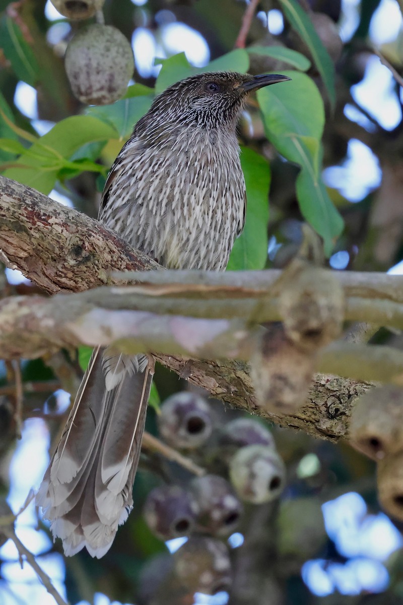 banksiahonningeter - ML647685874