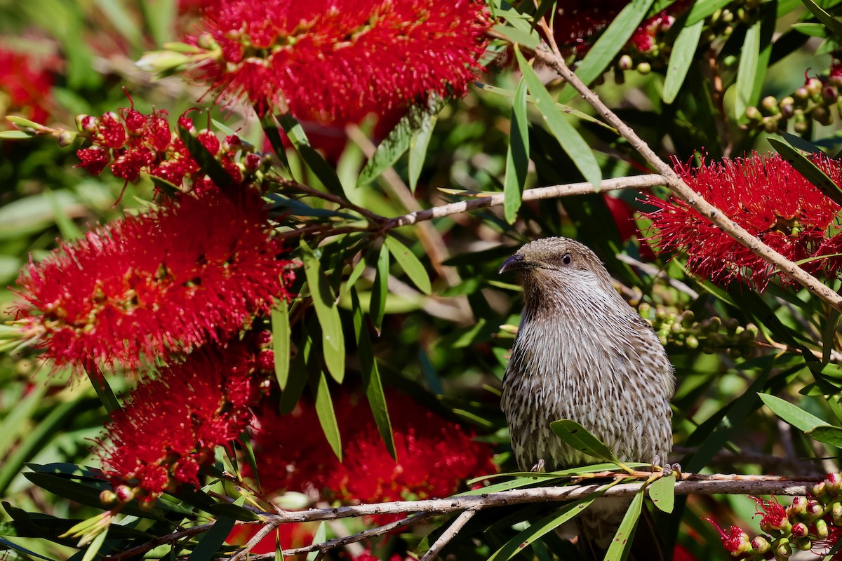 banksiahonningeter - ML647685875