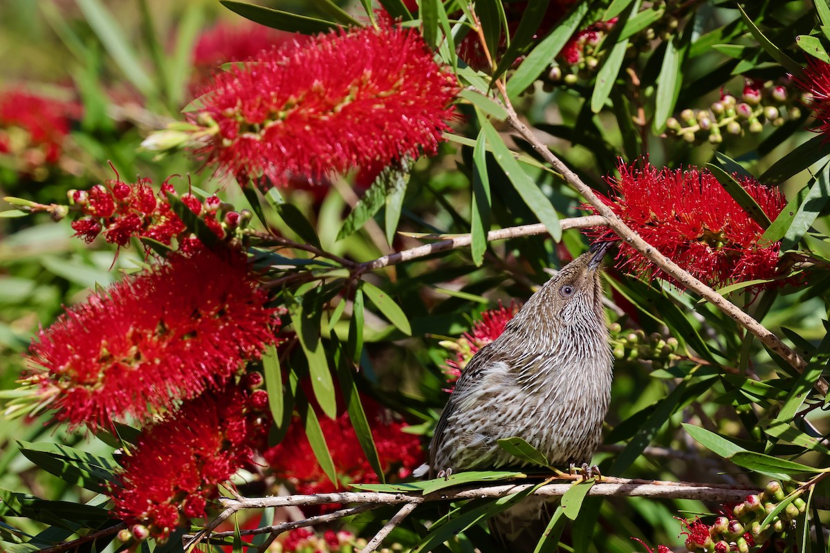 banksiahonningeter - ML647685876