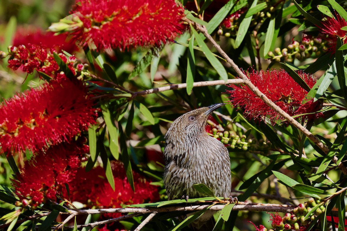 banksiahonningeter - ML647685877