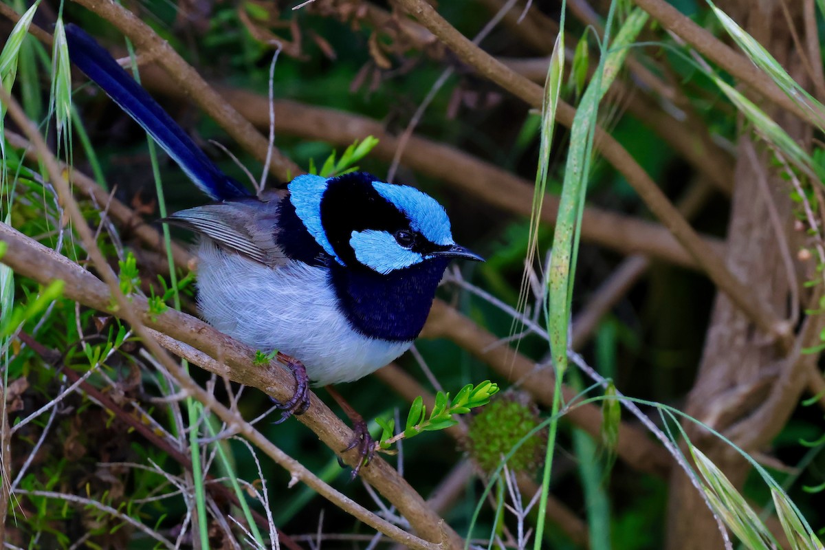 blåalvesmett - ML647685885