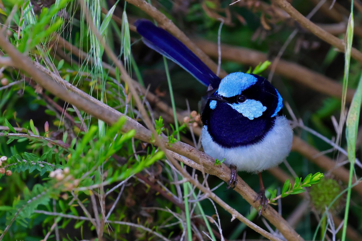 blåalvesmett - ML647685887