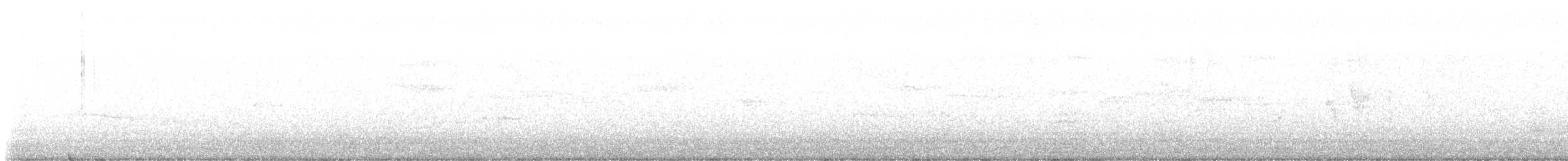 Chingolo Gorjiblanco - ML647685902