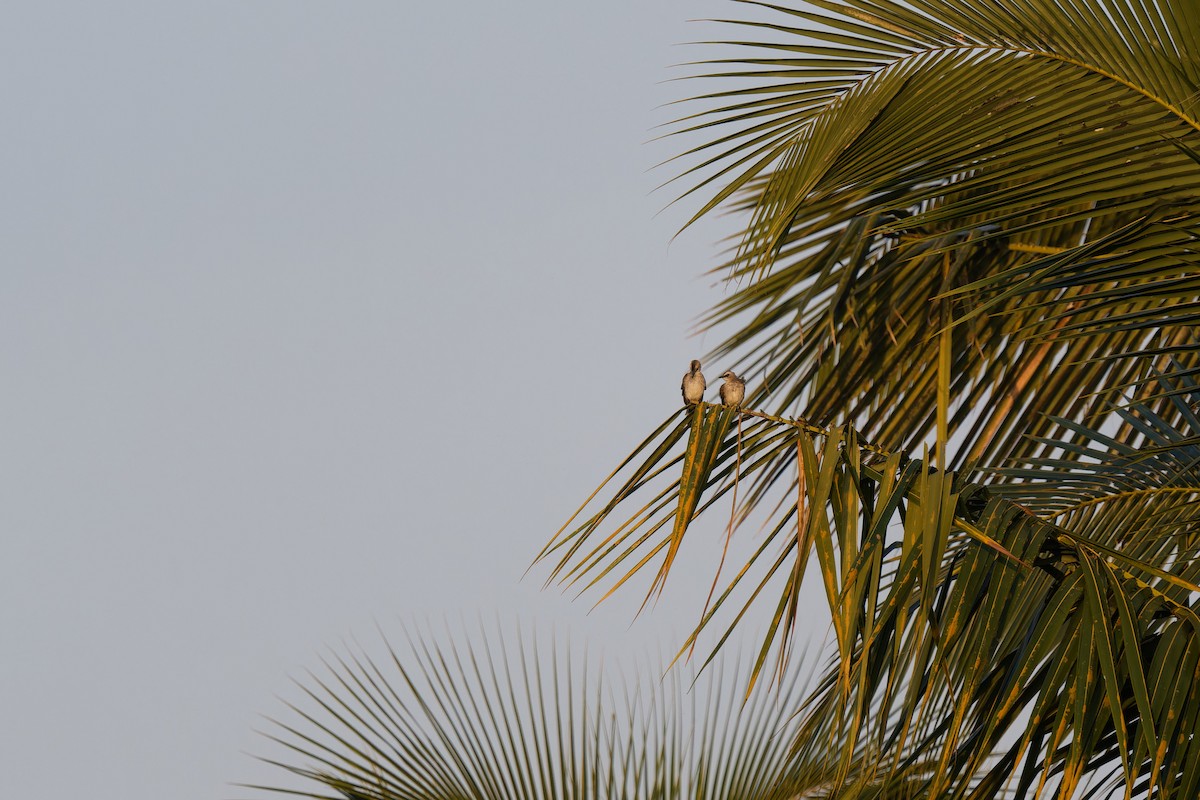 Yellow-vented Bulbul - ML647685907