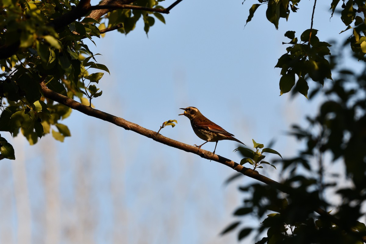 Birigarro hegalgorria - ML647685912