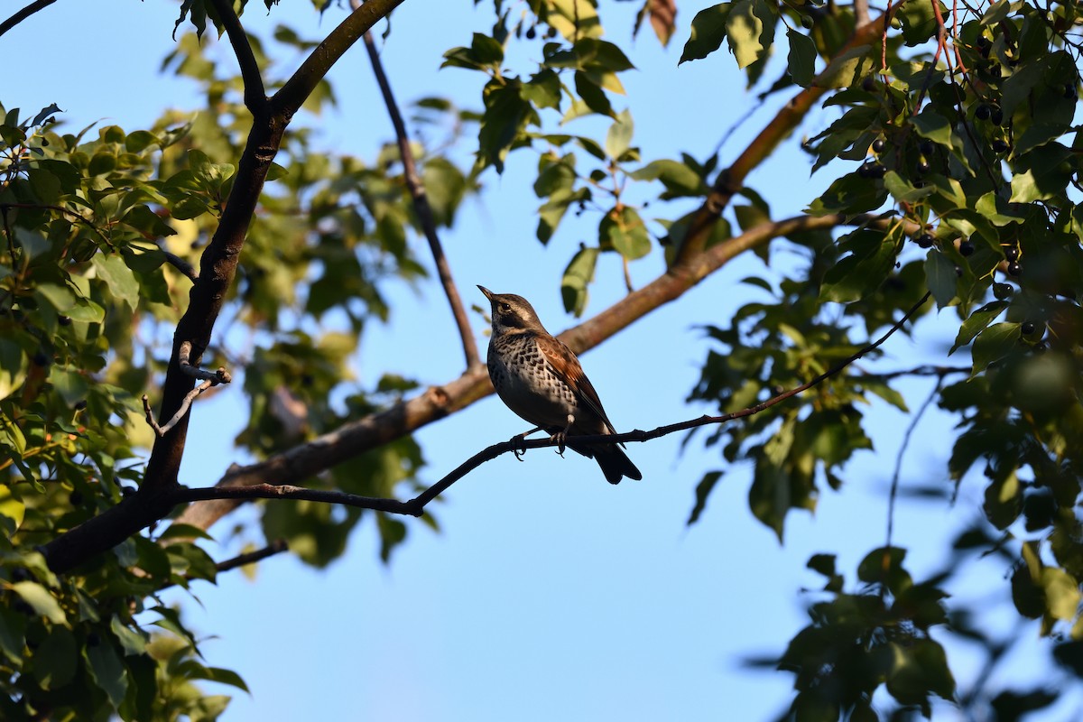 Birigarro hegalgorria - ML647685913