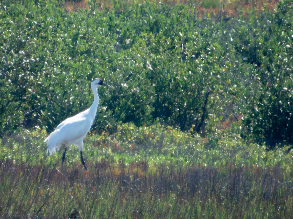 trompettrane - ML647685934