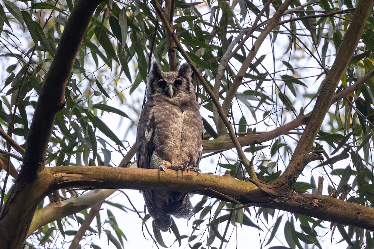 Verreaux's Eagle-Owl - ML647685945