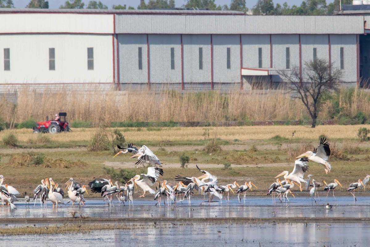 Pelikano zuri eurasiarra - ML647685947