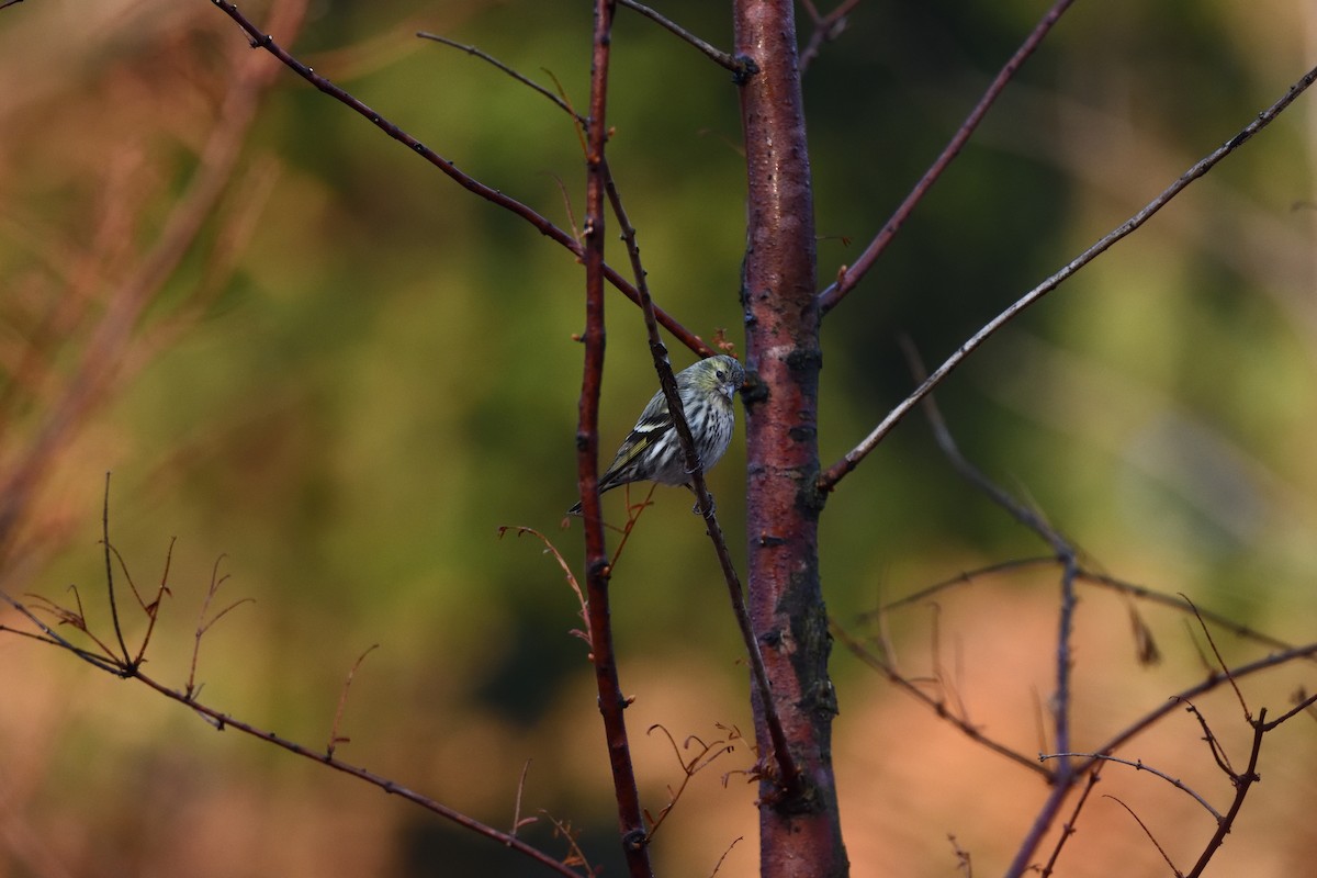 Tarina - ML647685949