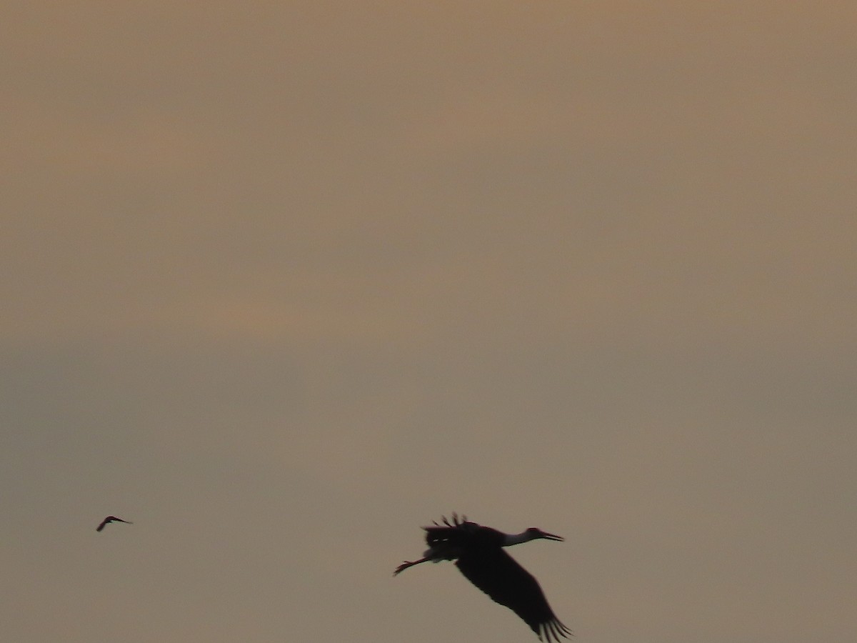 Zikoina lepazuri asiarra - ML647685950