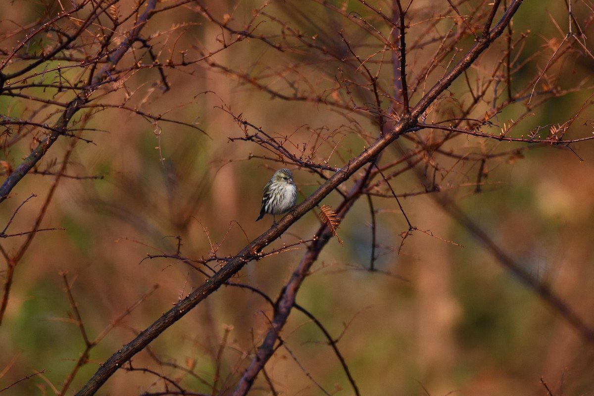 Tarina - ML647685951