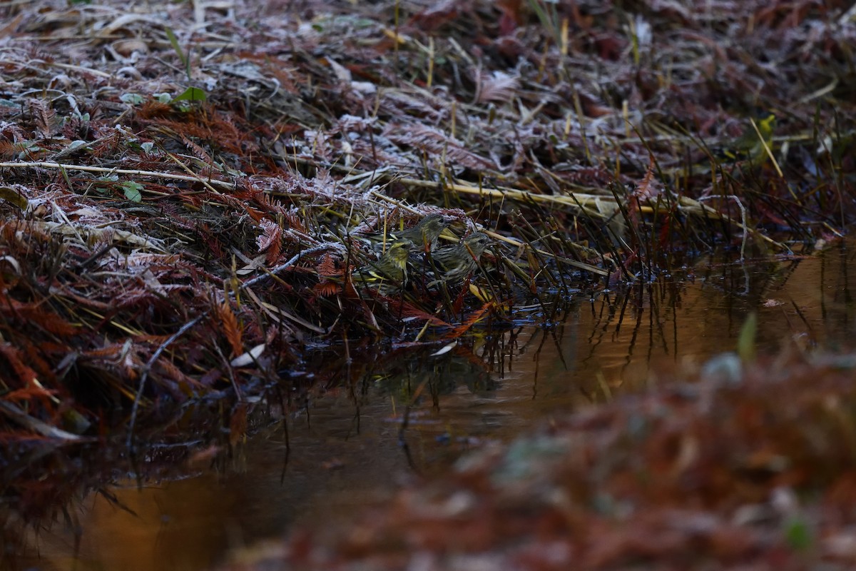 Tarina - ML647685952