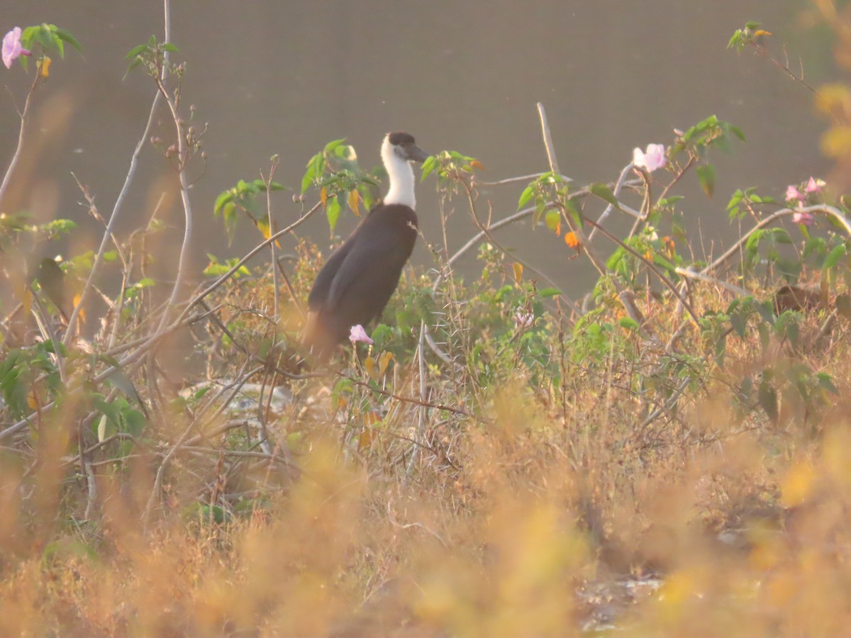 Zikoina lepazuri asiarra - ML647685953