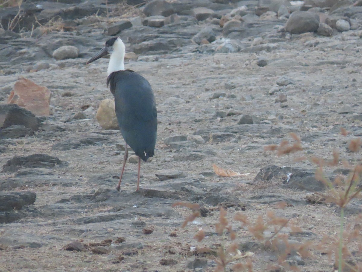 Zikoina lepazuri asiarra - ML647685954