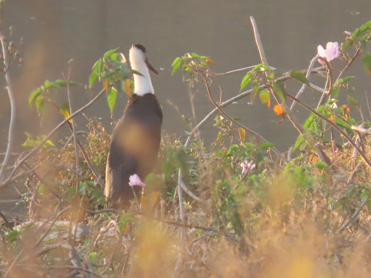 Zikoina lepazuri asiarra - ML647685955