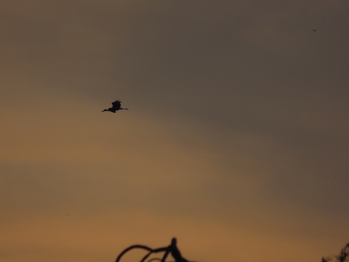 Zikoina lepazuri asiarra - ML647685956