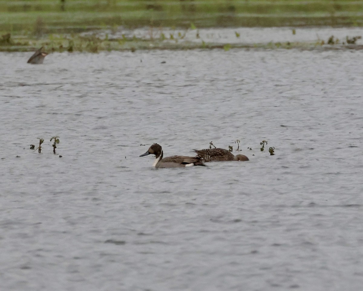 Ahate buztanluzea - ML647685957