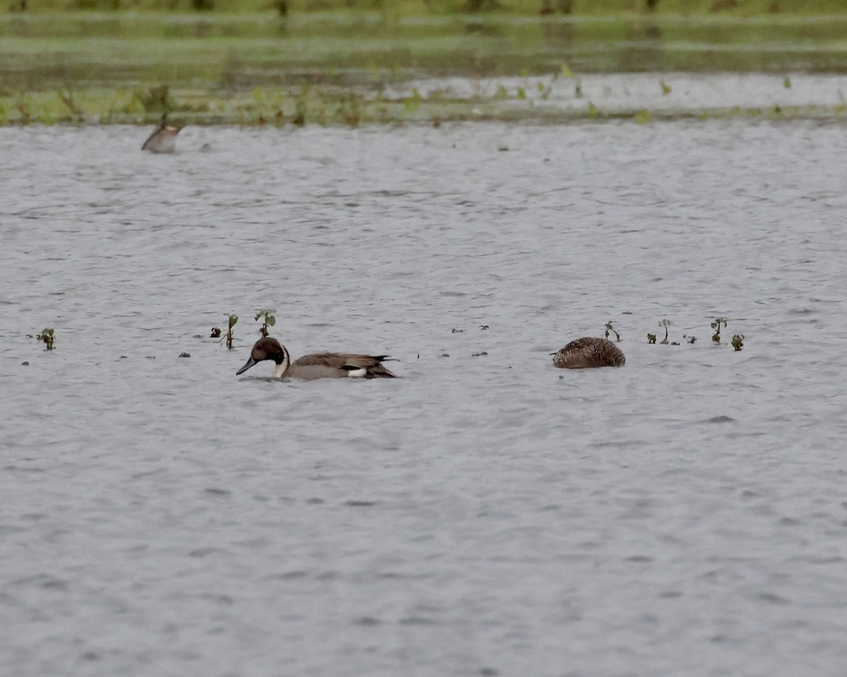 Ahate buztanluzea - ML647685958