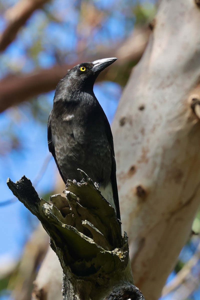 Pied Currawong - ML647685959