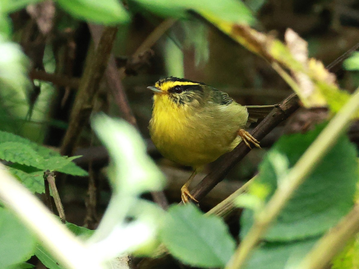 Yellow-throated Fulvetta - ML647685960