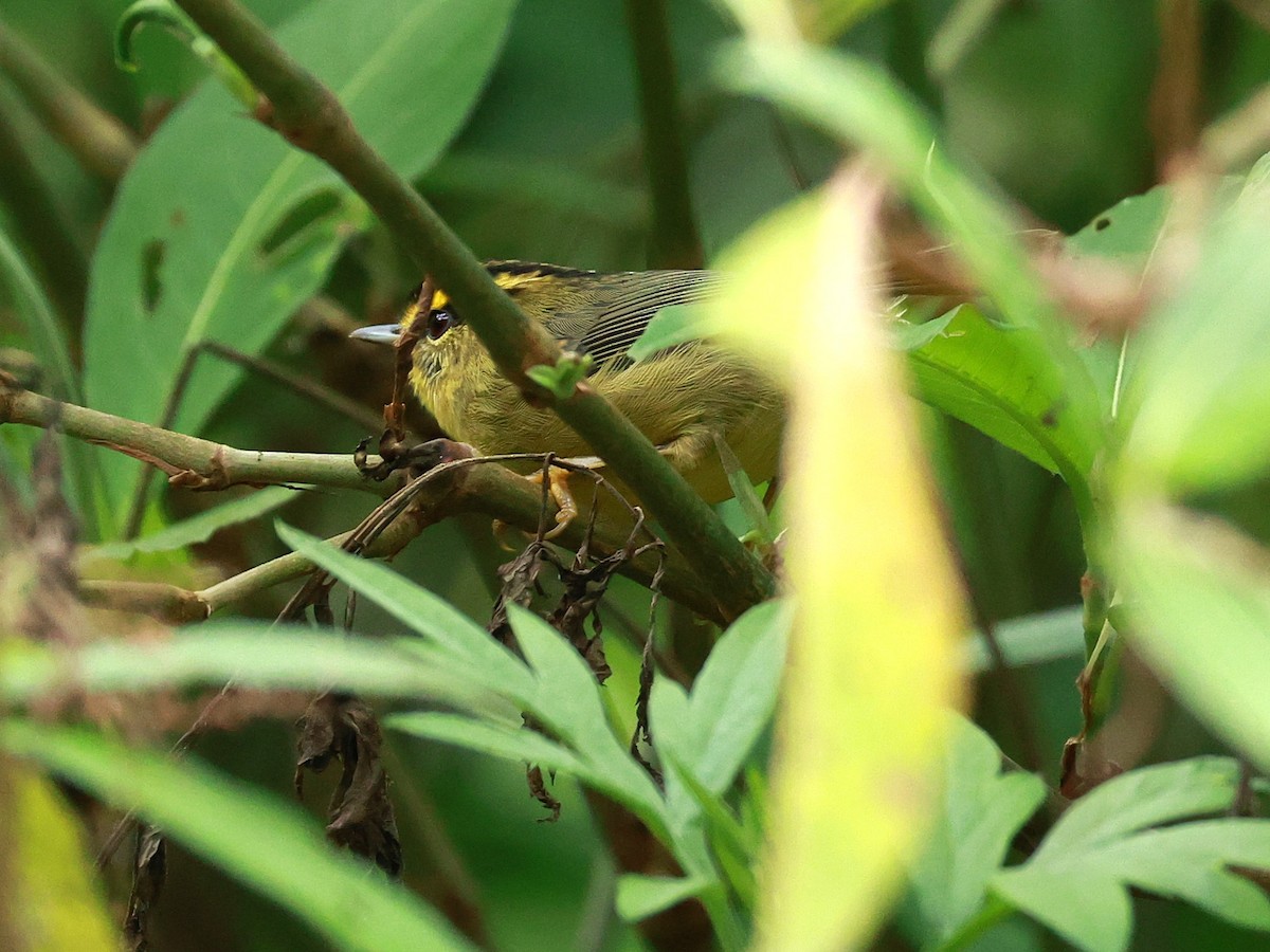 Yellow-throated Fulvetta - ML647685961