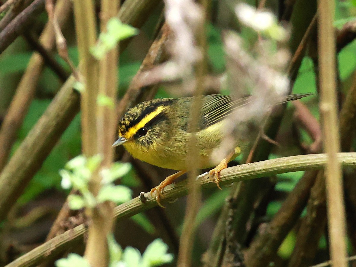 Yellow-throated Fulvetta - ML647685962