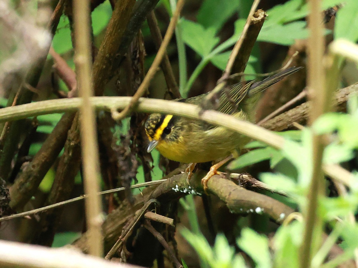 Yellow-throated Fulvetta - ML647685964