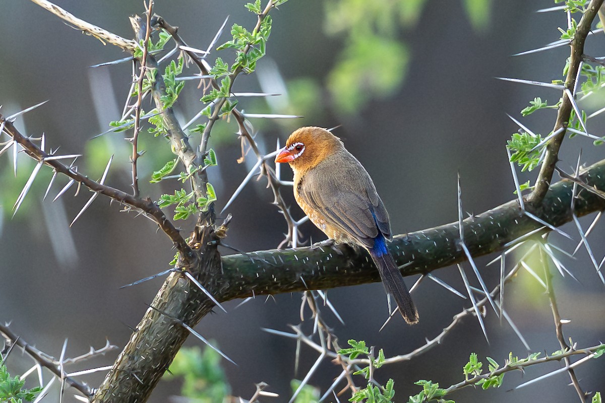 Purple Grenadier - ML647685966