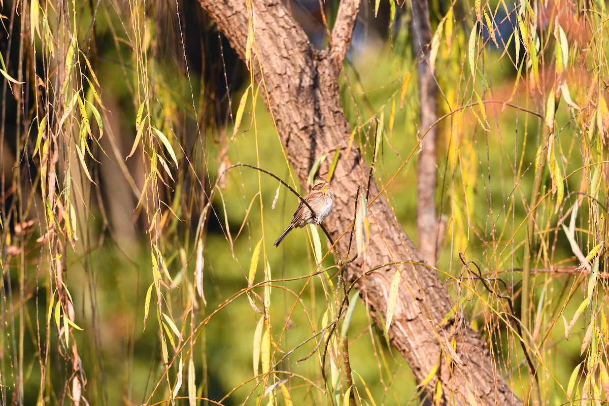 Berdantza lerdena - ML647685967
