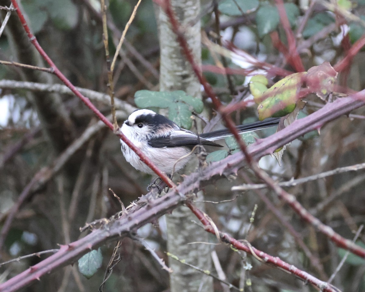 Buztanluze arrunta - ML647685968