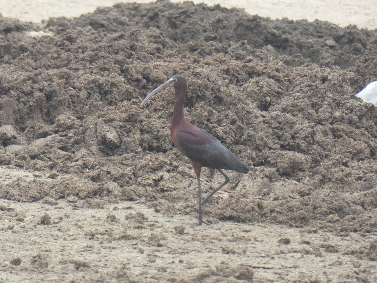 Beltzaran musuzuria - ML647685970