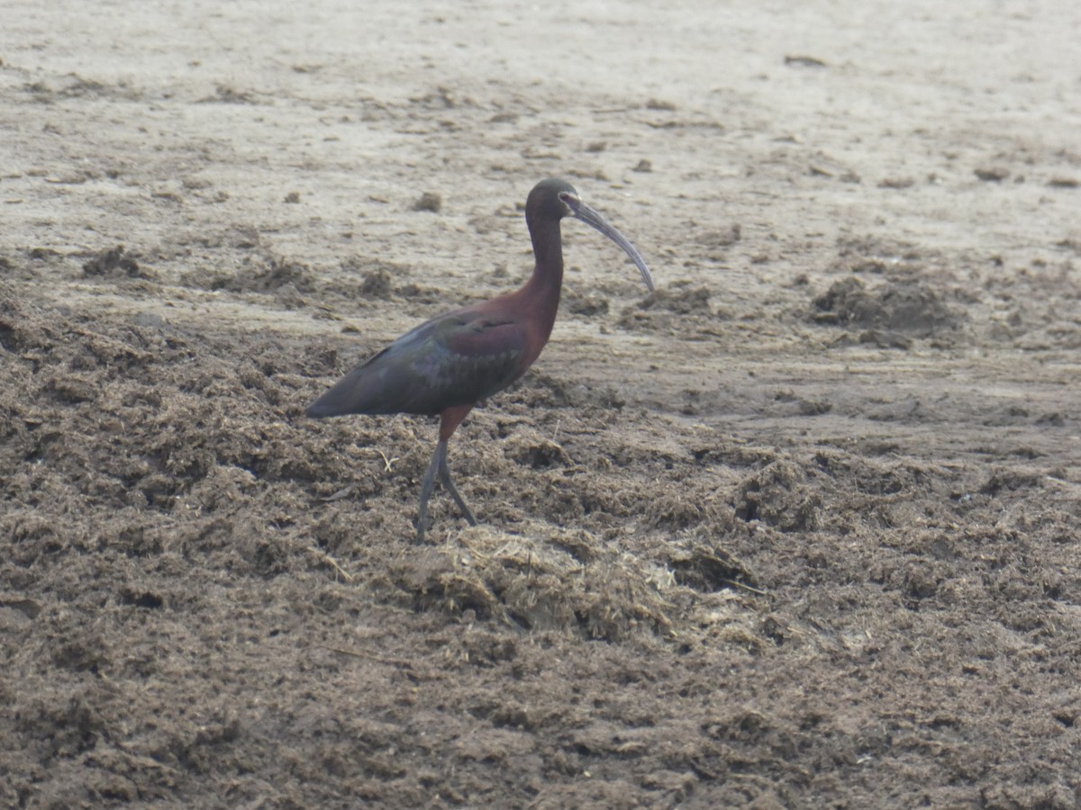 Beltzaran musuzuria - ML647685971