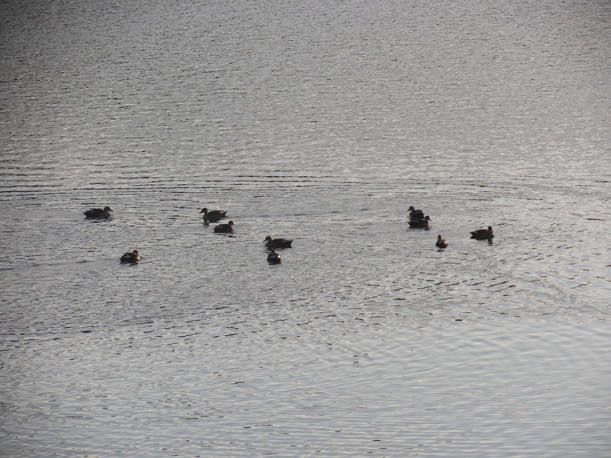 Ahate mokopikart indiarra - ML647685973