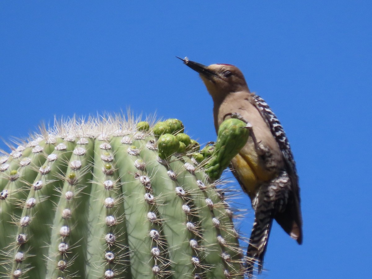 Gila Woodpecker - ML647685974