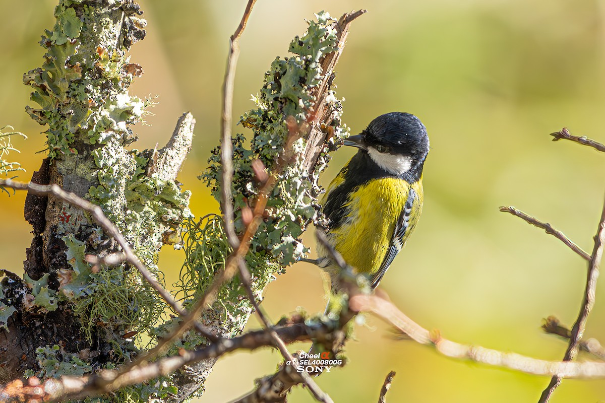 Bergkohlmeise - ML647686004