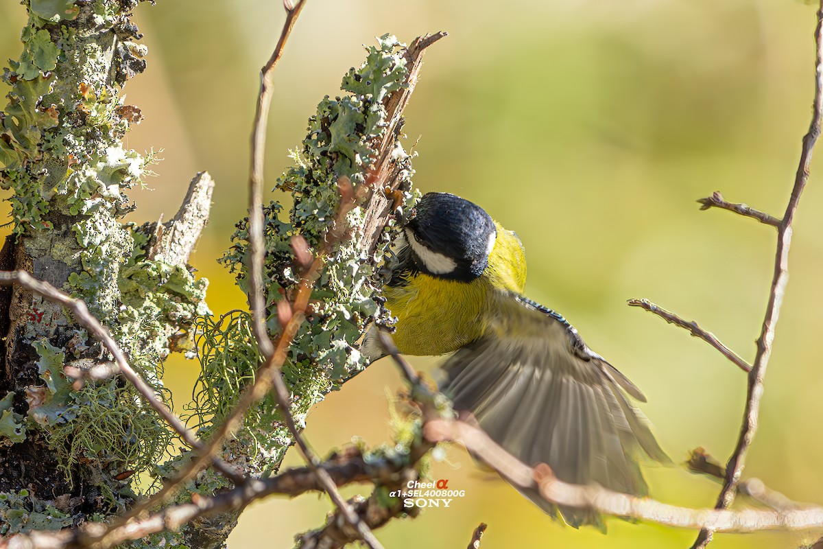 Bergkohlmeise - ML647686005