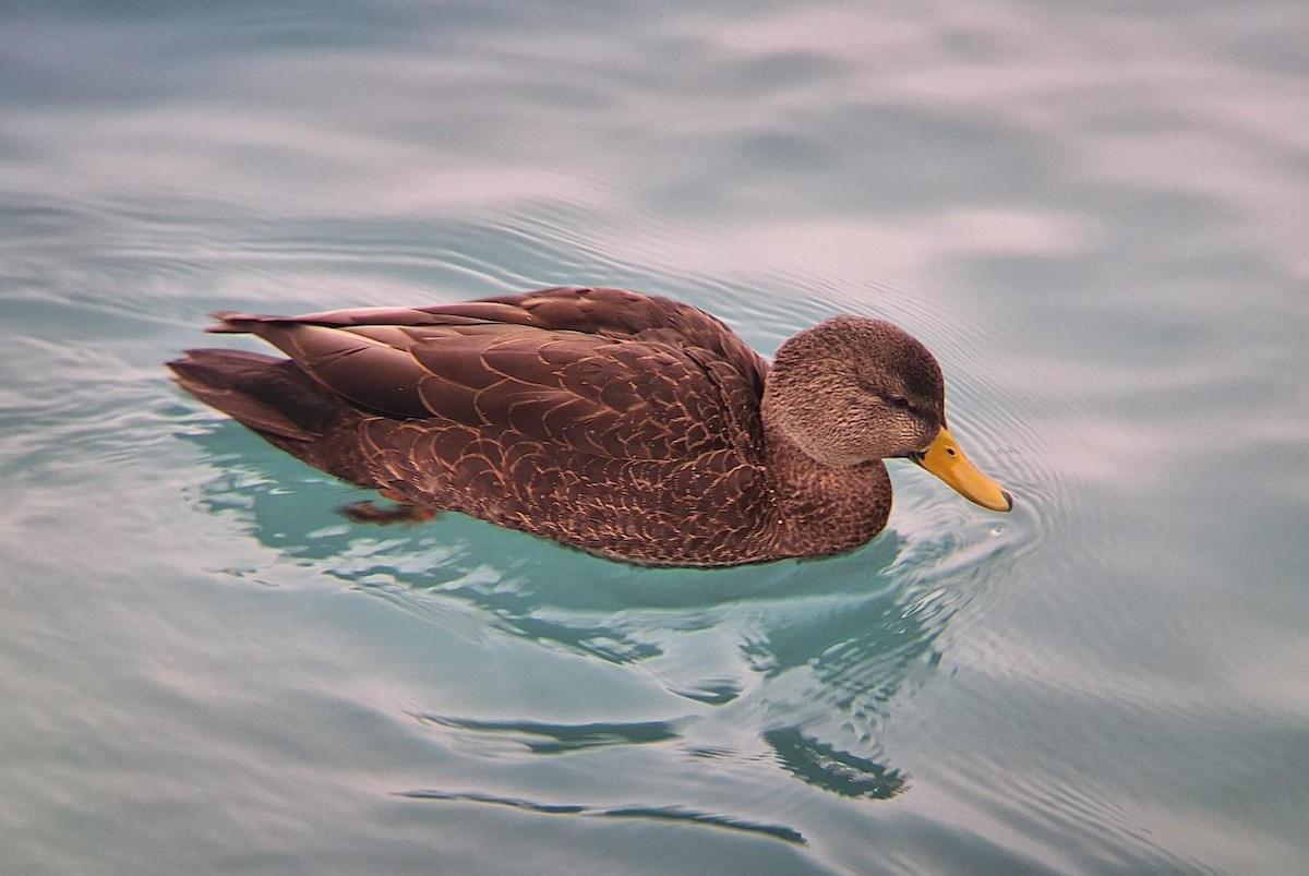 ברווז שחור אמריקני - ML647686009