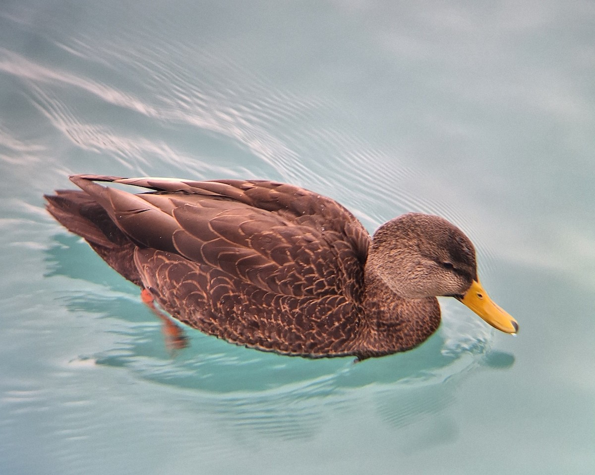 ברווז שחור אמריקני - ML647686010