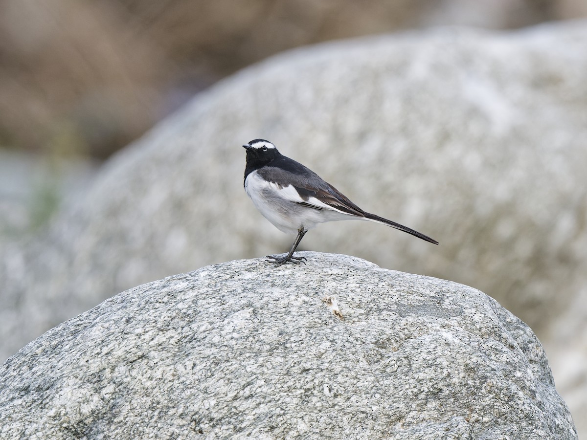 Weißbrauenstelze - ML647686013