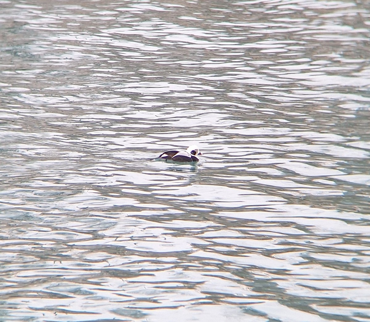 ברווז קרח - ML647686014