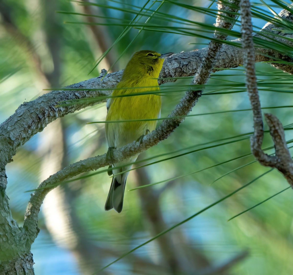 Pine Warbler - ML647686056