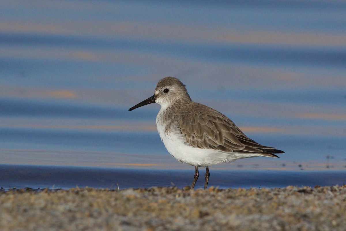 Dunlin - ML647686074