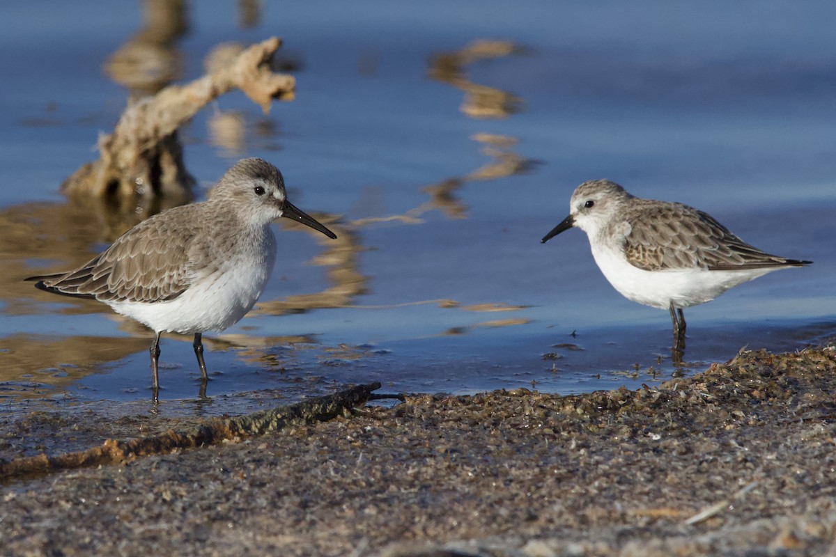 Dunlin - ML647686075