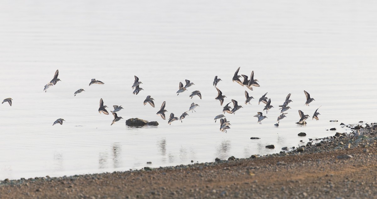 Little Stint - ML647686083