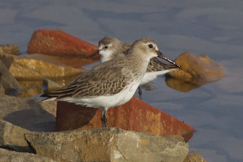 Dunlin - ML647686084